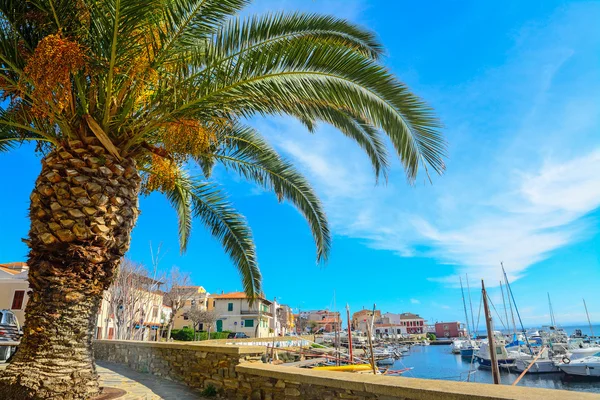 Palm tree by Stintino harbor — Stock Photo, Image