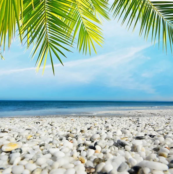 White pebbles and palm tree — Stock Photo, Image