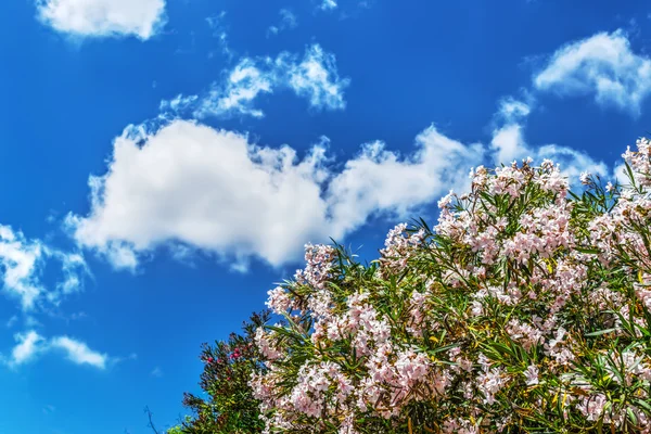 Rosafarbene Oleander an einem klaren Tag — Stockfoto
