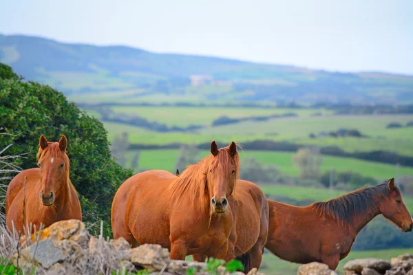 Brown horses in the countryside — Stock Photo, Image