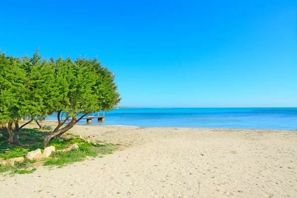 海边的松树 — 图库照片