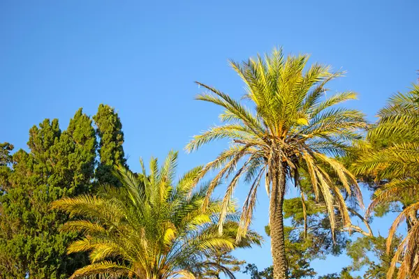 Palmy pod błękitne niebo — Zdjęcie stockowe