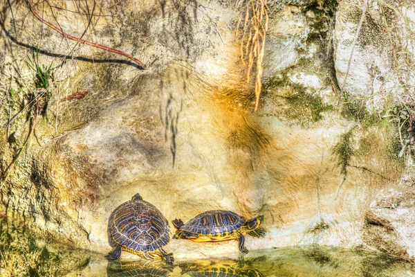 Deux tortues sur un rocher gris — Photo