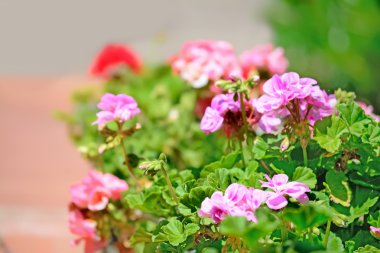 bir bahar gününde sardunyalar