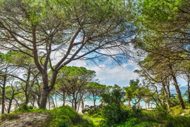 Pinewood denizin kenarında