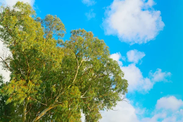 Eucalyptus tree under white clouds — Stock Photo, Image