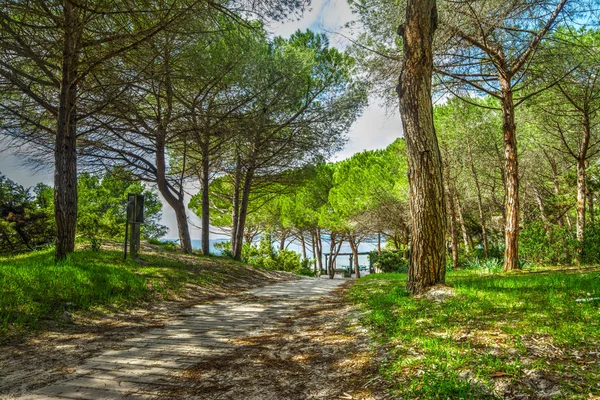 Сосновый лес у моря в Альгеро — стоковое фото