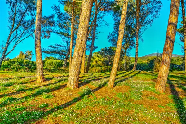 Madera de pino en primavera — Foto de Stock