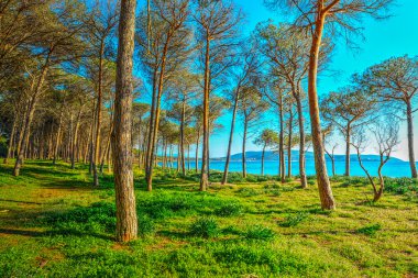 Mugoni çam ahşap deniz kenarında