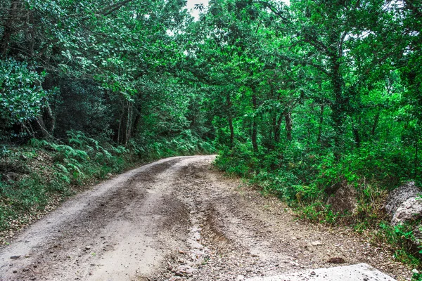Onverharde weg in het bos — Stockfoto