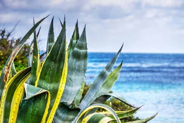 Close up van een agave door de zee — Stockfoto
