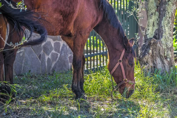 Primer plano de un caballo pastando — Foto de Stock