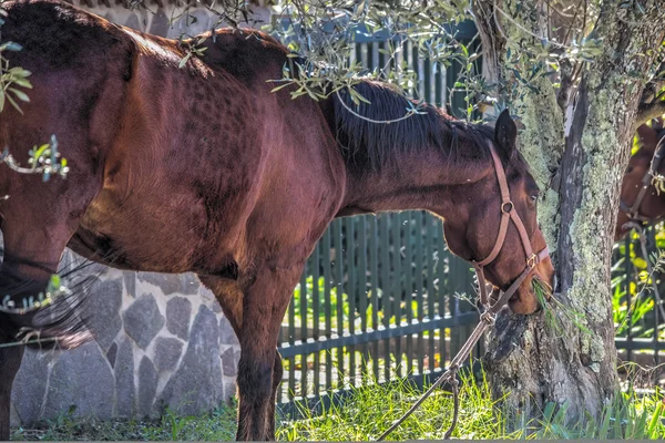 Caballo pastando junto a un olivo —  Fotos de Stock