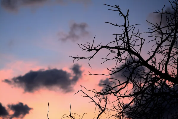 Torra grenar siluett under en färgglada himmel — Stockfoto