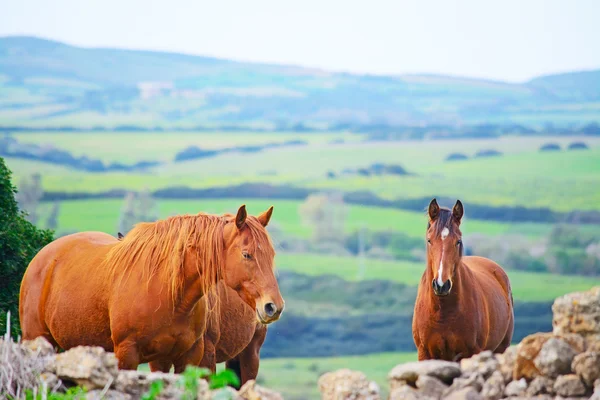 Caballos pardos en el campo —  Fotos de Stock