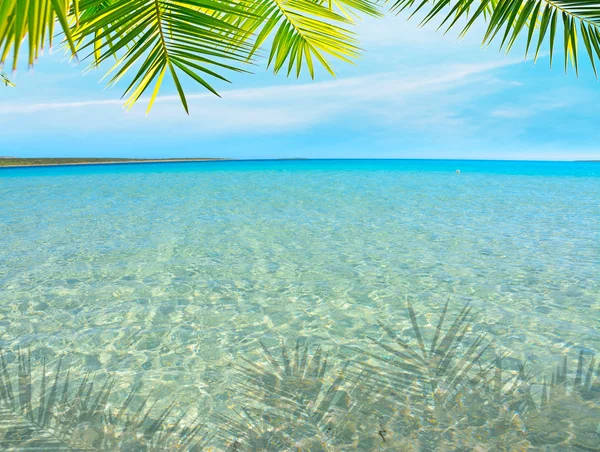 Palmtak door de zee — Stockfoto