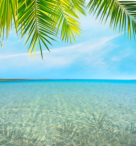 Palmera junto al mar — Foto de Stock