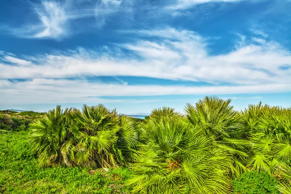 Sardinya tropikal bitki örtüsü — Stok fotoğraf