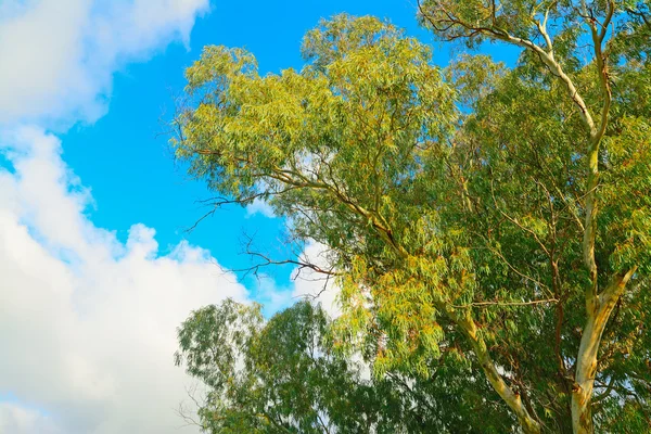 Eucalyptus tree seen from below — Stock Photo, Image