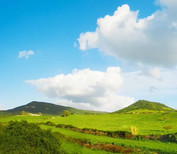 Зелені пагорби під блакитним небом з хмарами — стокове фото