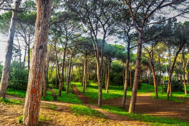 Alghero'da çam ormanı