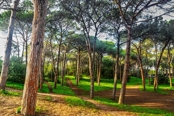 Tallskogen i Alghero — Stockfoto