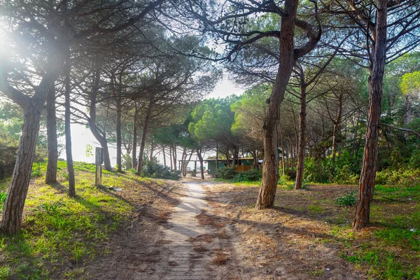 Floresta de pinheiros junto ao mar em Alghero — Fotografia de Stock