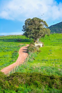 toprak yol ve ağaçlar 