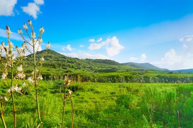 Mavi gökyüzü altında yeşil çayır