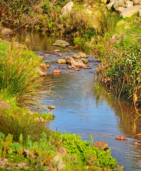 Kleine kreek en vegetatie — Stockfoto