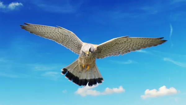 Hawk in a cloudy sky — Stock Photo, Image