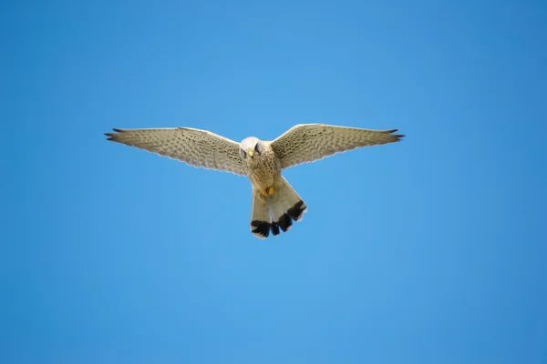 Hawk-zmieniono przy bezchmurnym niebie — Zdjęcie stockowe