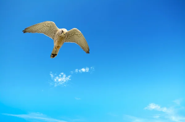 Habicht am blauen Himmel — Stockfoto