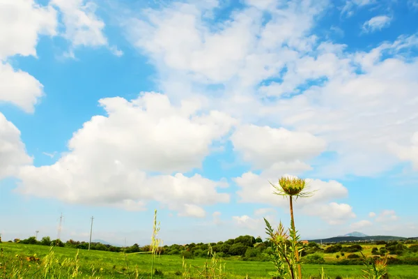 Пасмурное небо над зеленым ландшафтом — стоковое фото