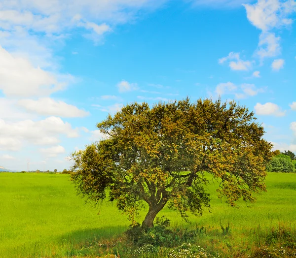 Roble en un prado verde —  Fotos de Stock