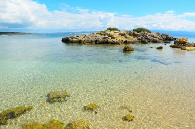 Sardunya sarı kayalarda