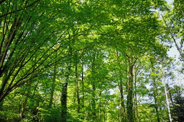 ağaçlar güneş altında