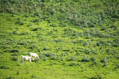 iki inek yeşil alana otlatma