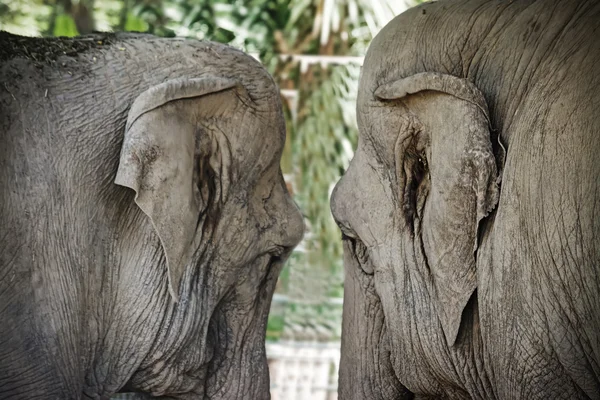 Birbirlerine yakın iki filler — Stok fotoğraf