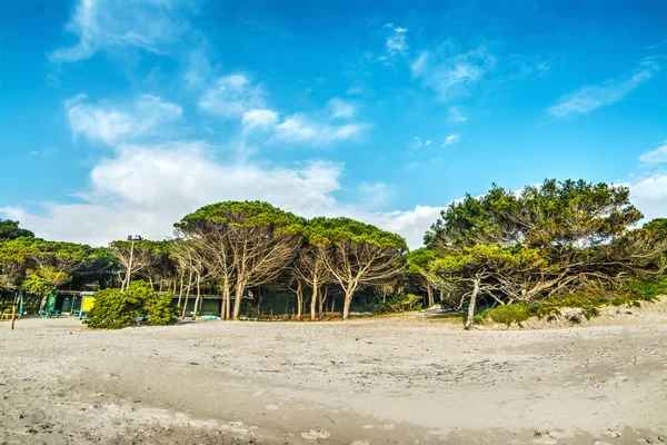 Bois de pin au bord de la plage en Sardaigne — Photo