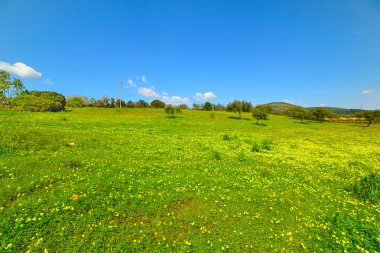 mavi gökyüzü ve yeşil alan