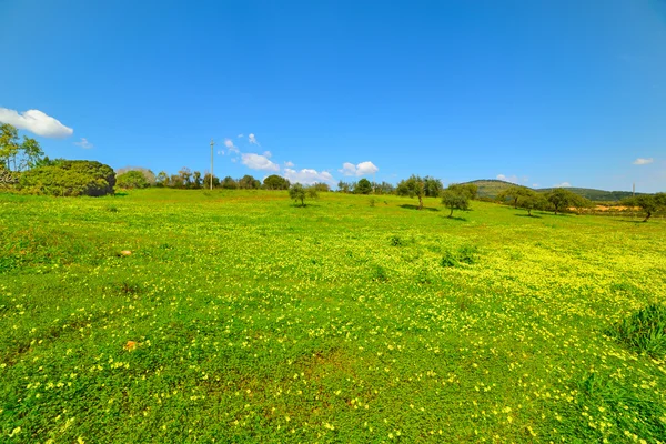 青い空と緑の野 — ストック写真