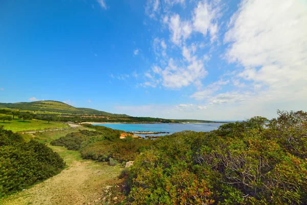 Végétation verte et mer bleue à Alghero — Photo