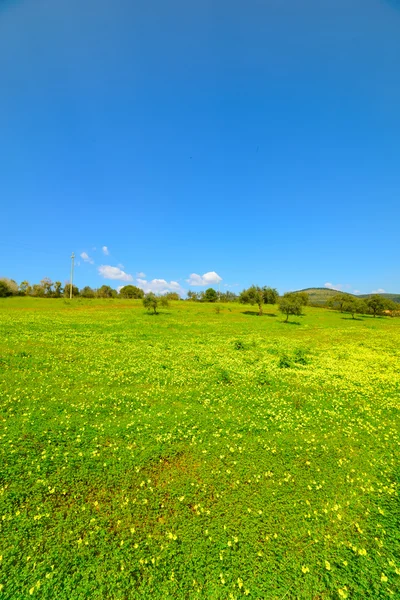 Campo verde bajo un cielo azul — Foto de Stock