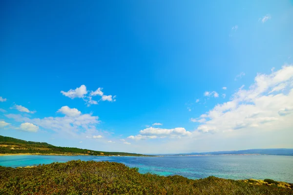 Arbustos verdes y mar azul — Foto de Stock