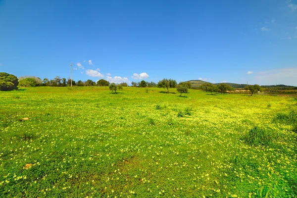 Zielona trawa i żółte kwiaty — Zdjęcie stockowe