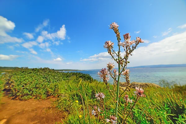 Flower by the sea in Sardinia — Stock Photo, Image