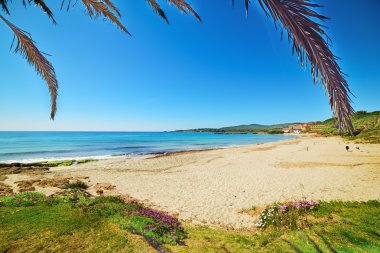 palmiye ağacı tarafından sahile Le Bombarde Beach