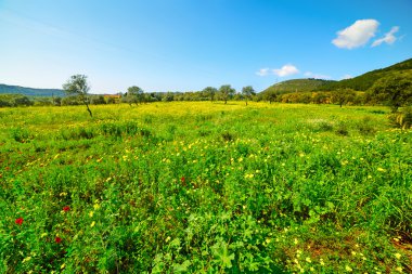 yeşil bir tarlada sarı ve kırmızı çiçekler