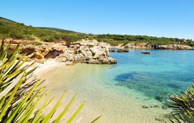 Alghero'da shore tarafından palmiye